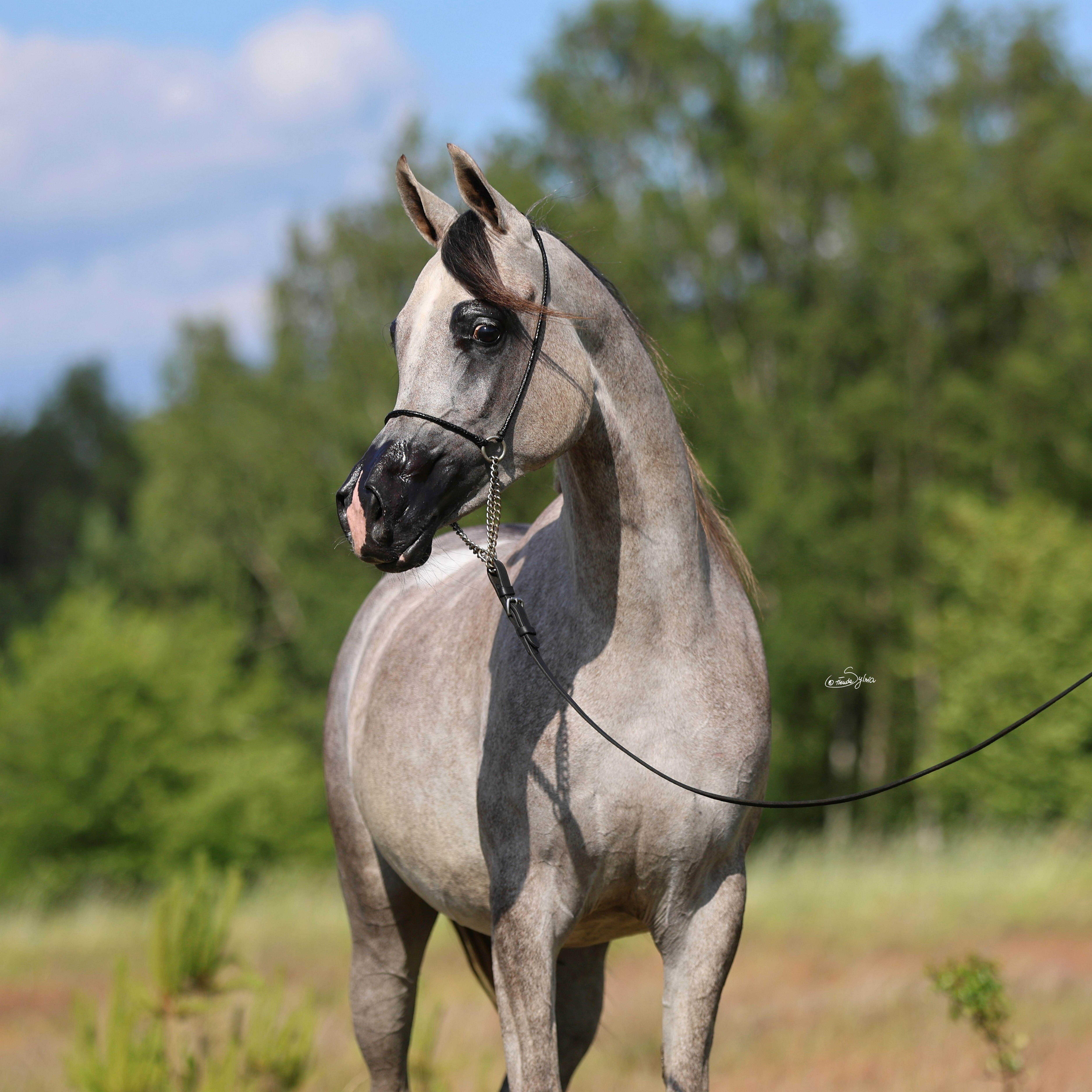 PEXCALIBURIA — Mare · 3y